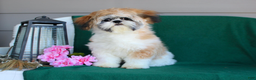 Shih Tzu dogs for sale: Olivia - Ad 6