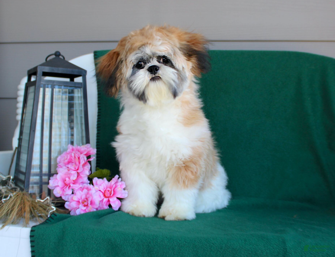 Shih Tzu dogs for sale: Olivia - Ad 6