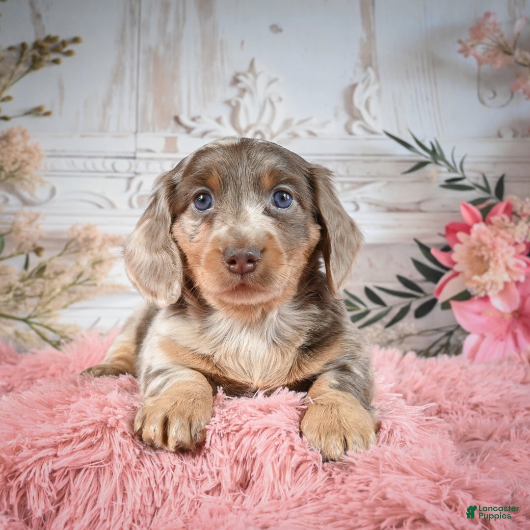 Miniature Dachshund dogs for sale: Rolex - Ad 2