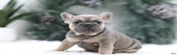 French Bulldog dogs for sale: Malory - Ad 9