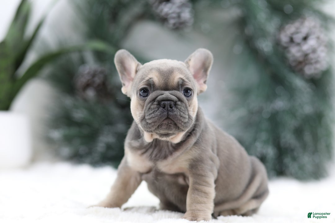 French Bulldog dogs for sale: Malory - Ad 9