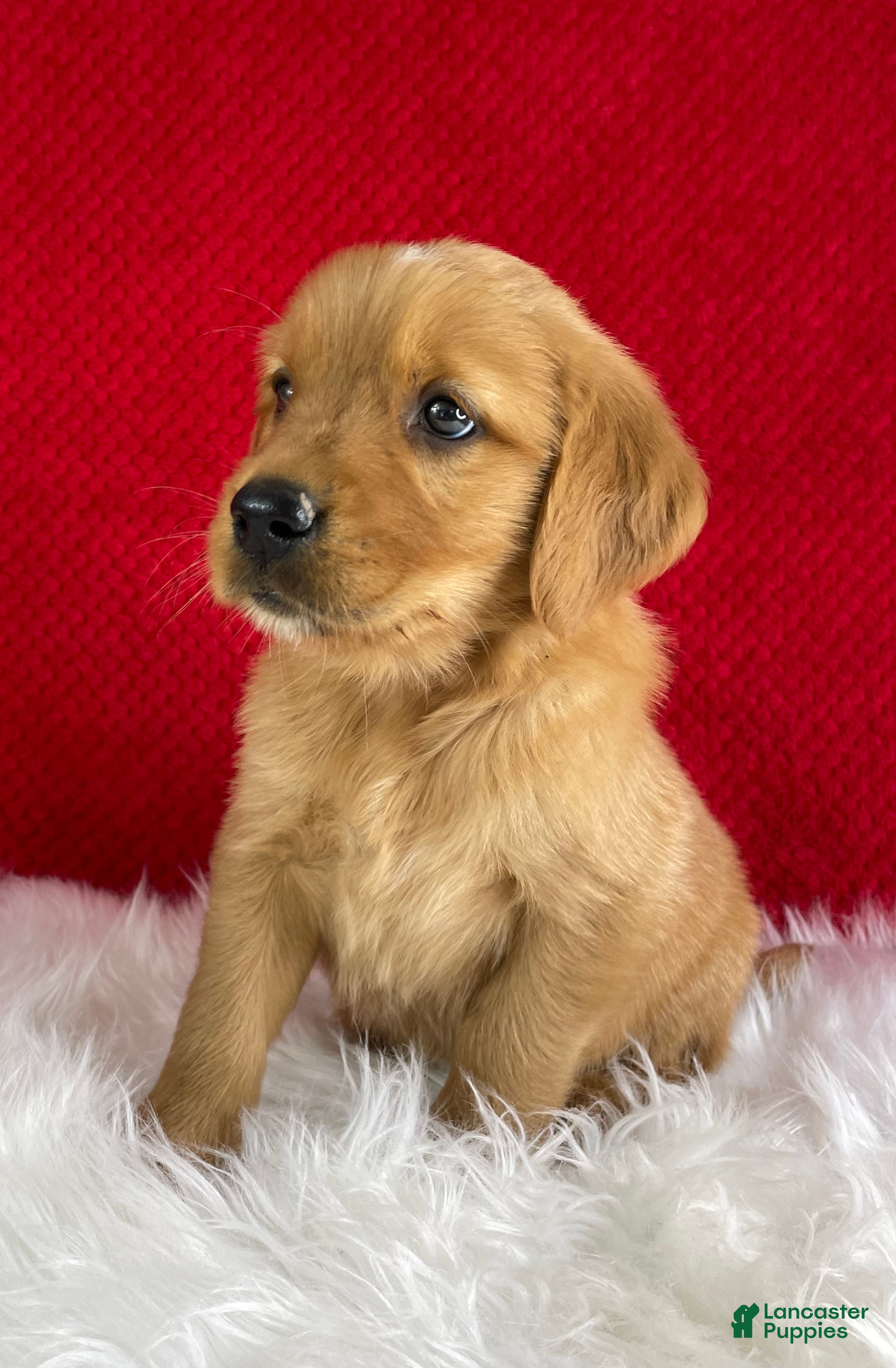 Golden Retriever dogs Simba - Ad 2