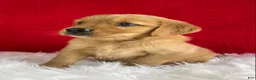 Golden Retriever dogs for sale: Simba - Ad 2