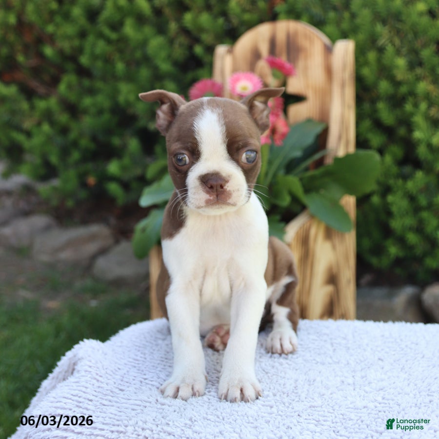 Boston Terrier dogs for sale: Dixie - Ad 4