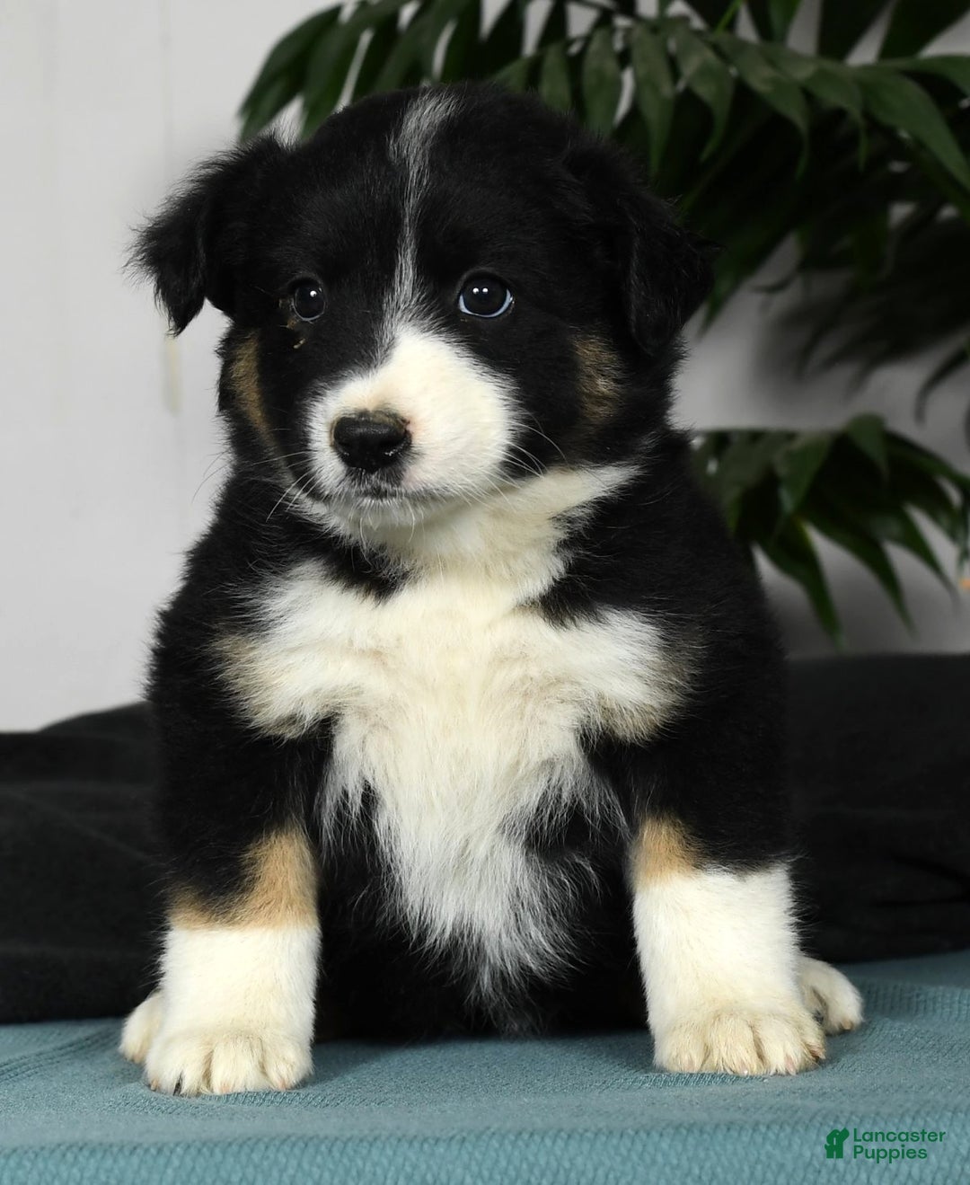 Australian Shepherd dogs for sale: Bella - Ad 1