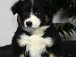 Australian Shepherd dogs Bella - Ad 37