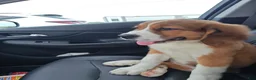 Mixed Breed dogs for sale: Marley - Ad 36