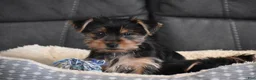 Yorkshire Terrier dogs for sale: Blake - Ad 12