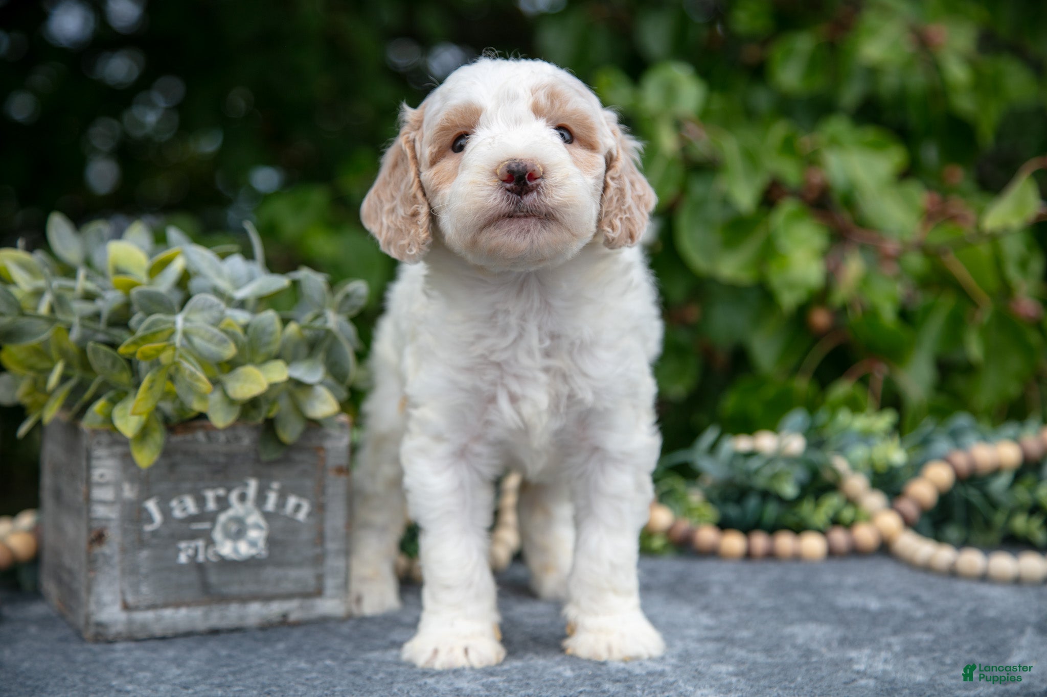 Mini Goldendoodle dogs Quincy - Ad 22