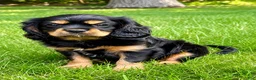 Cavalier King Charles Spaniel dogs for sale: Cavalier King Charles Spaniel (Bentley) - Ad 5