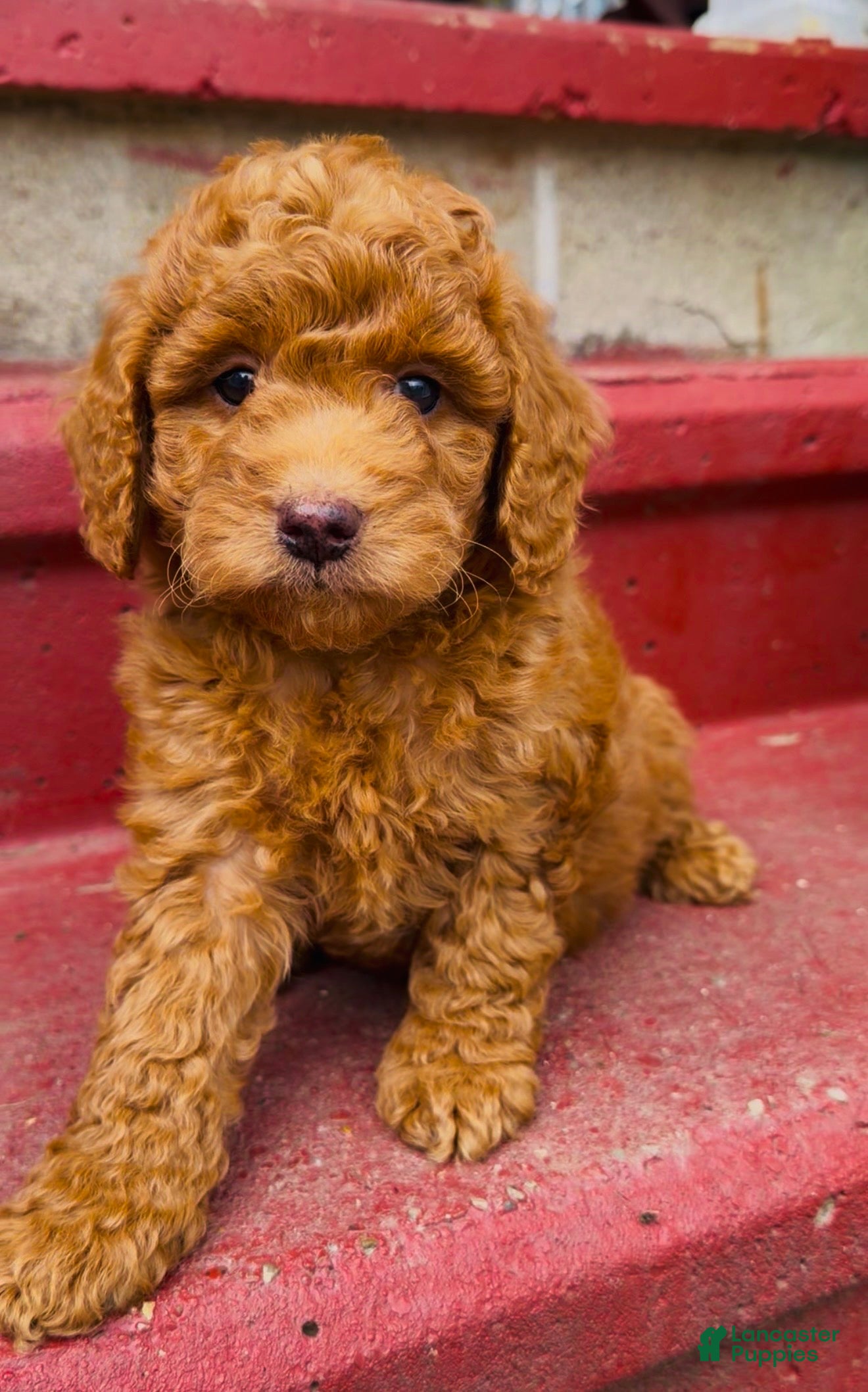 Mini Goldendoodle dogs Ham charting 20-30 pounds  - Ad 1
