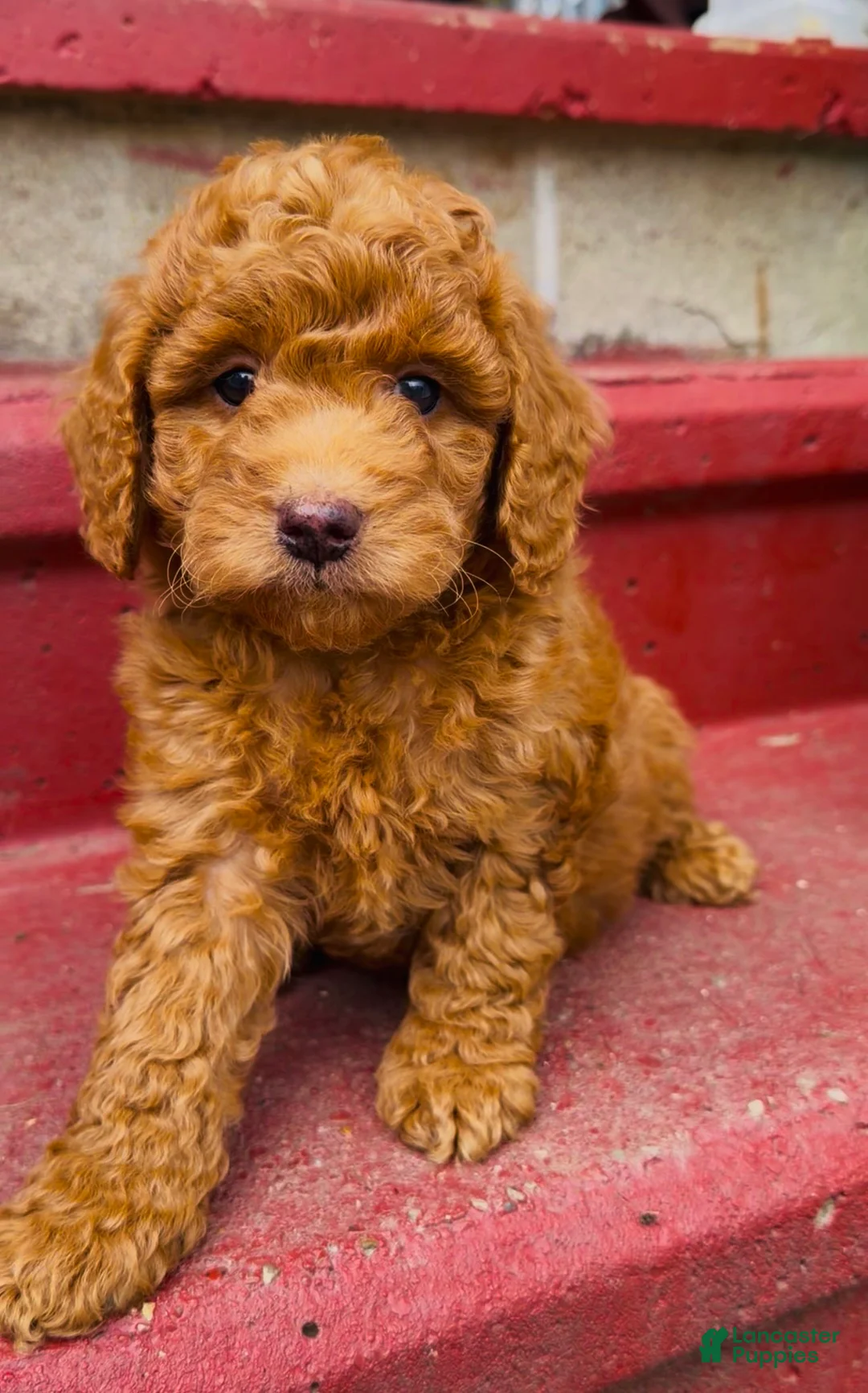 Mini Goldendoodle dogs for sale: Ham charting 20-30 pounds  - Ad 1