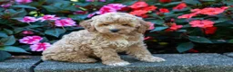 Cockapoo dogs for sale: Forest  - Ad 3
