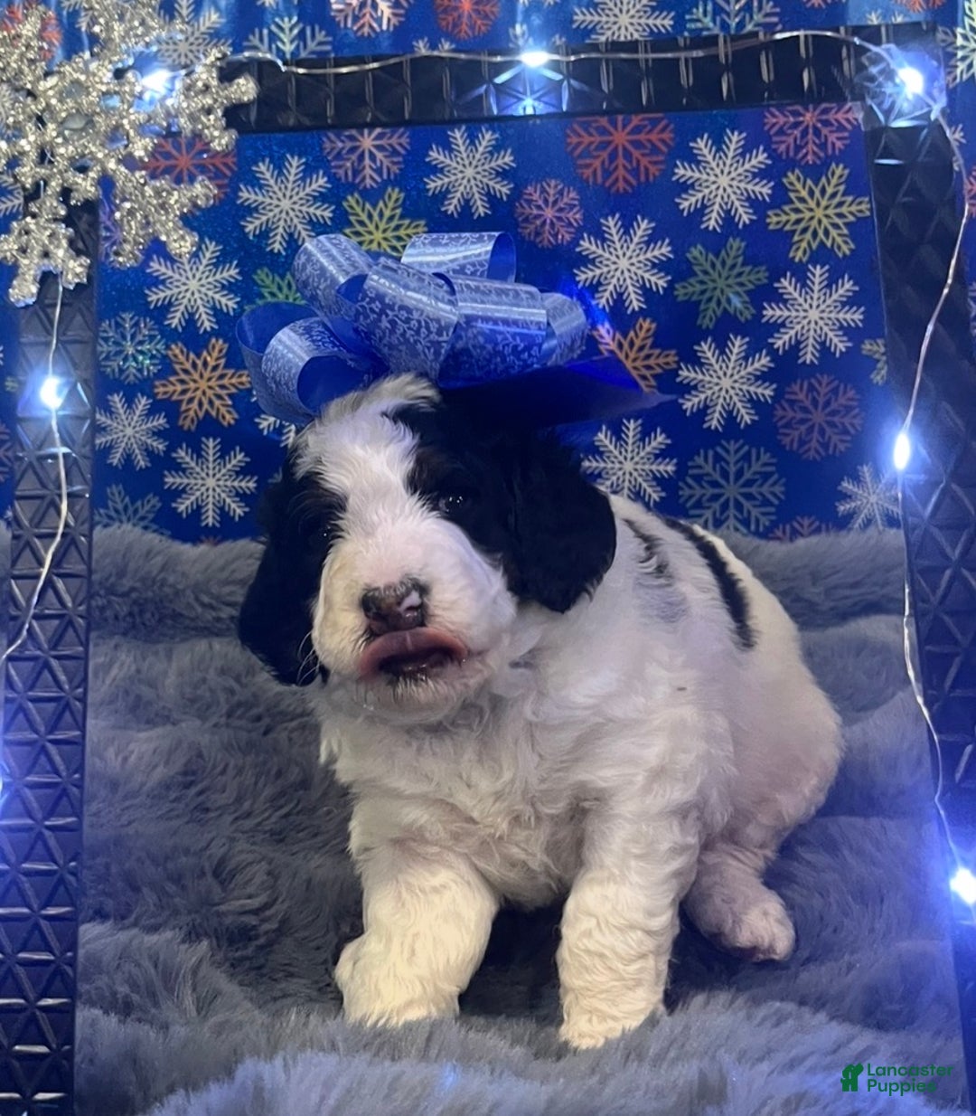 Bernedoodle dogs for sale: Rocky - Ad 3