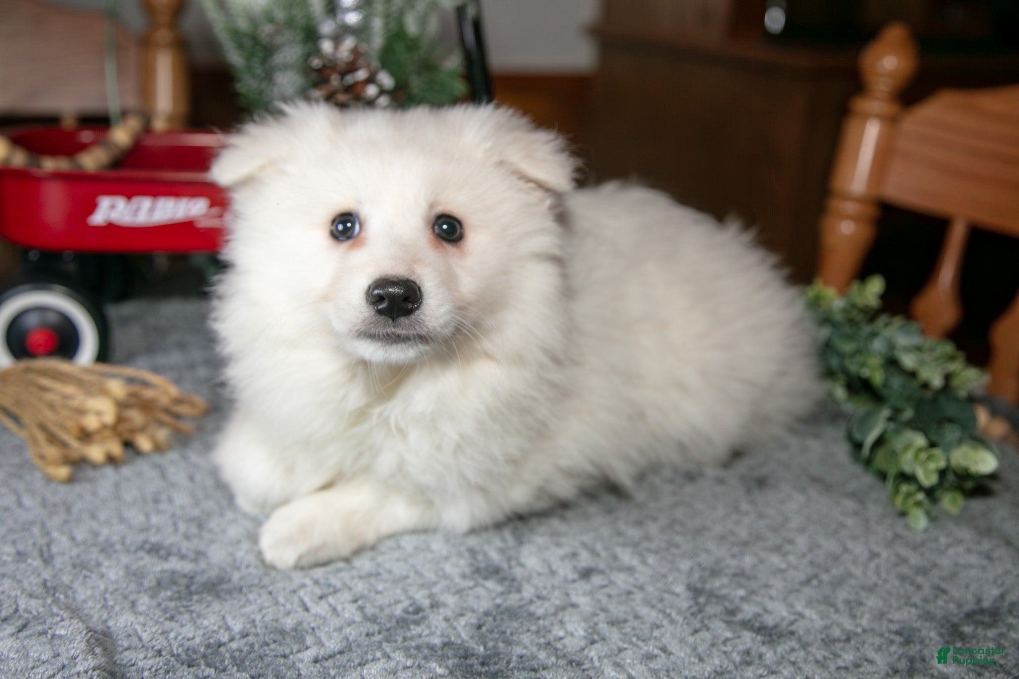 American Eskimo dogs Sugar - Ad 2