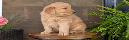 Golden Retriever dogs for sale: Kelsey - Ad 8
