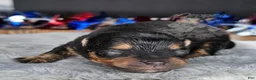 Pomeranian dogs for sale: Pepper's Love Buzz - "Buzz" - Ad 1