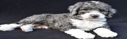 Mini Bernedoodle dogs for sale: Kaden - Ad 4