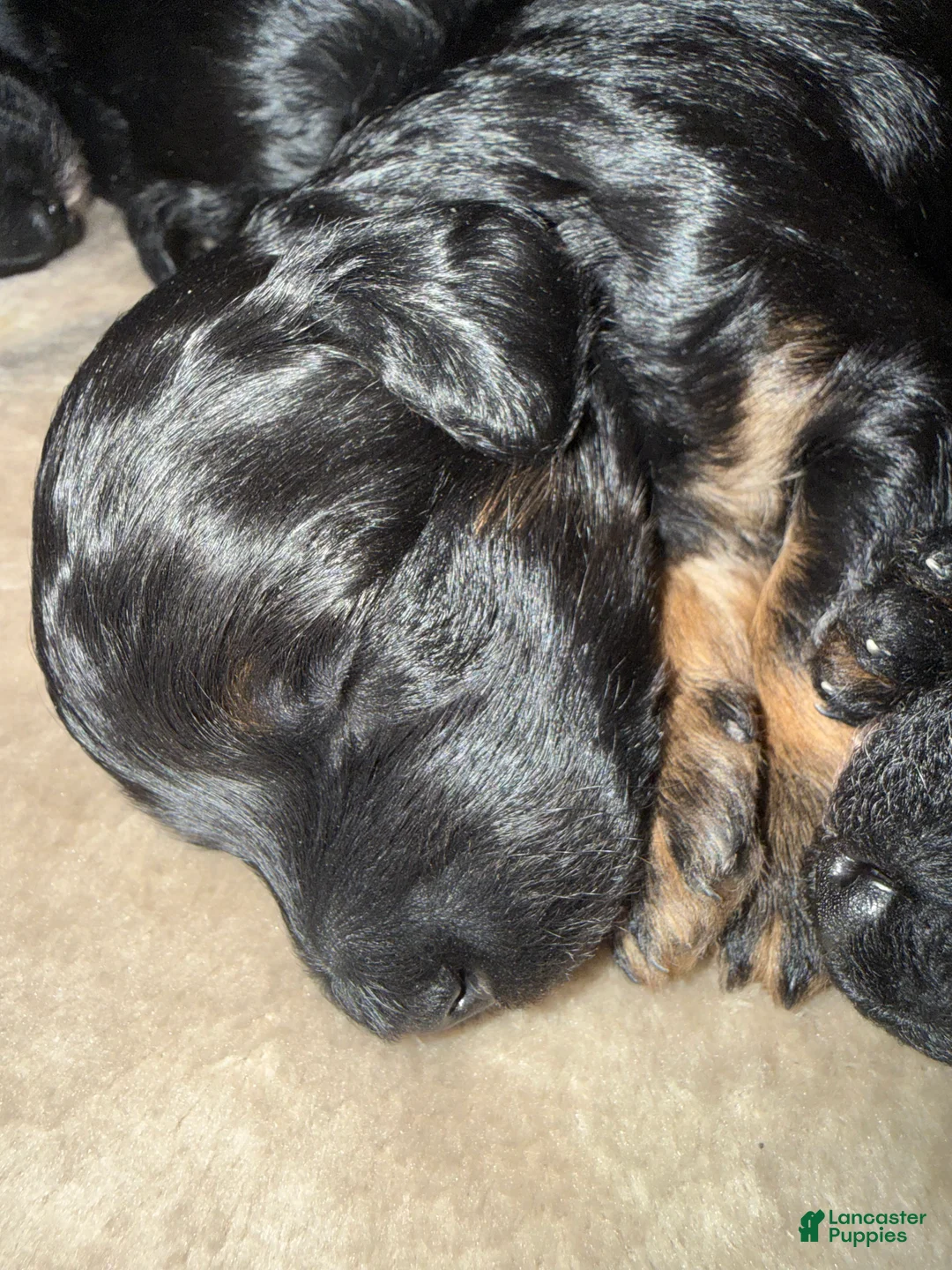 Mini Goldendoodle dogs for sale: Mini Goldendoodle Puppy 4 - Ad 1