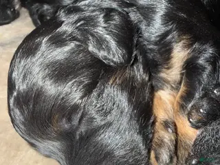 Mini Goldendoodle dogs Mini Goldendoodle Puppy 4 - Ad 5