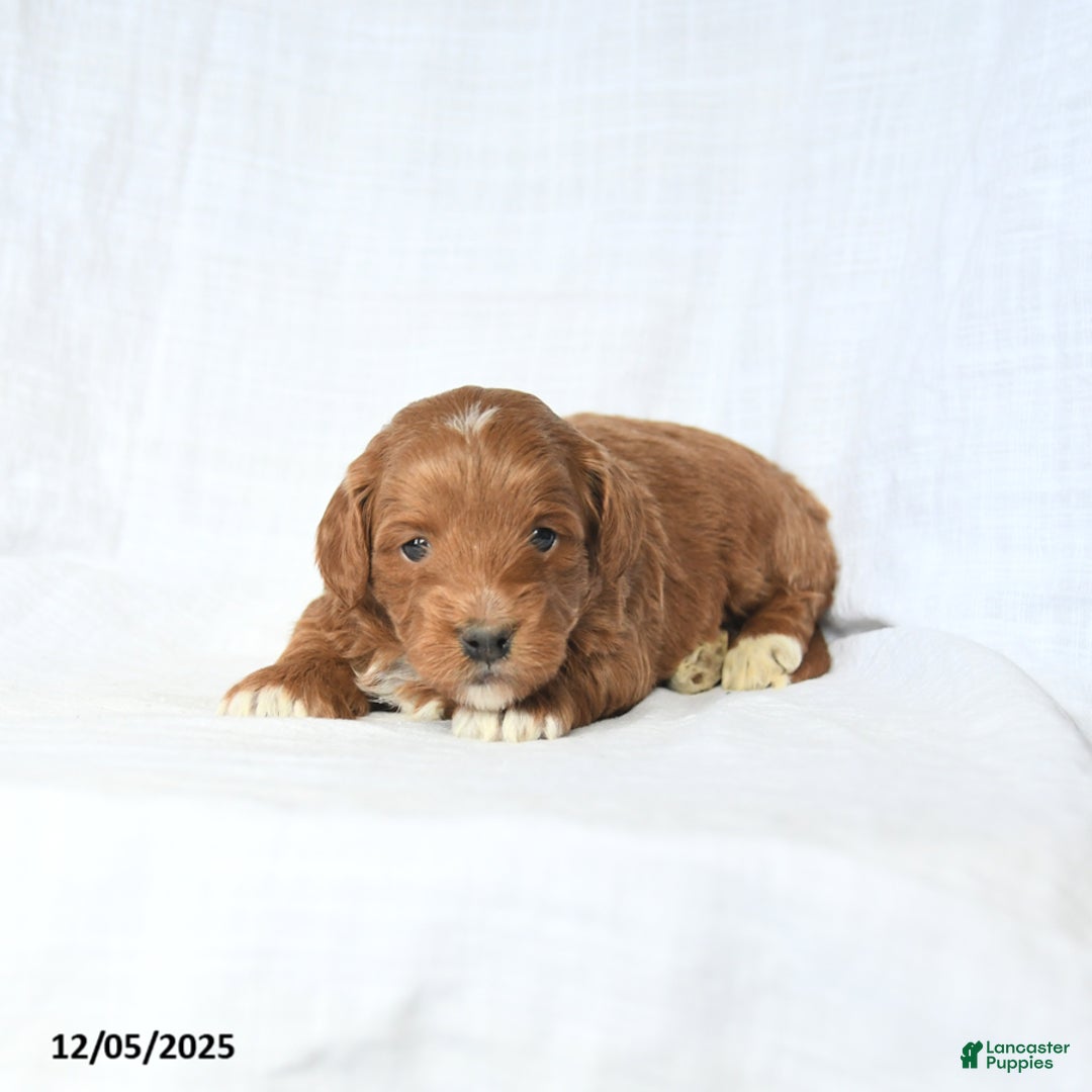 Mini Goldendoodle dogs for sale: Leo - Ad 2