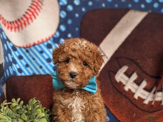 Mini Goldendoodle dogs for sale: Denzel 15 lbs Full Grown Hypoallergenic - Ad 4