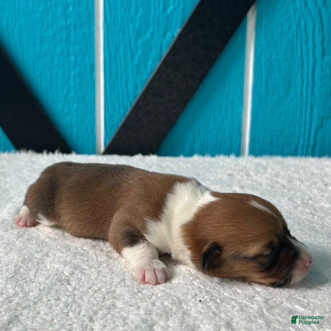 Welsh Corgi Pembroke dogs Hannah Welsh Corgi Pembroke Puppy  - Ad 2