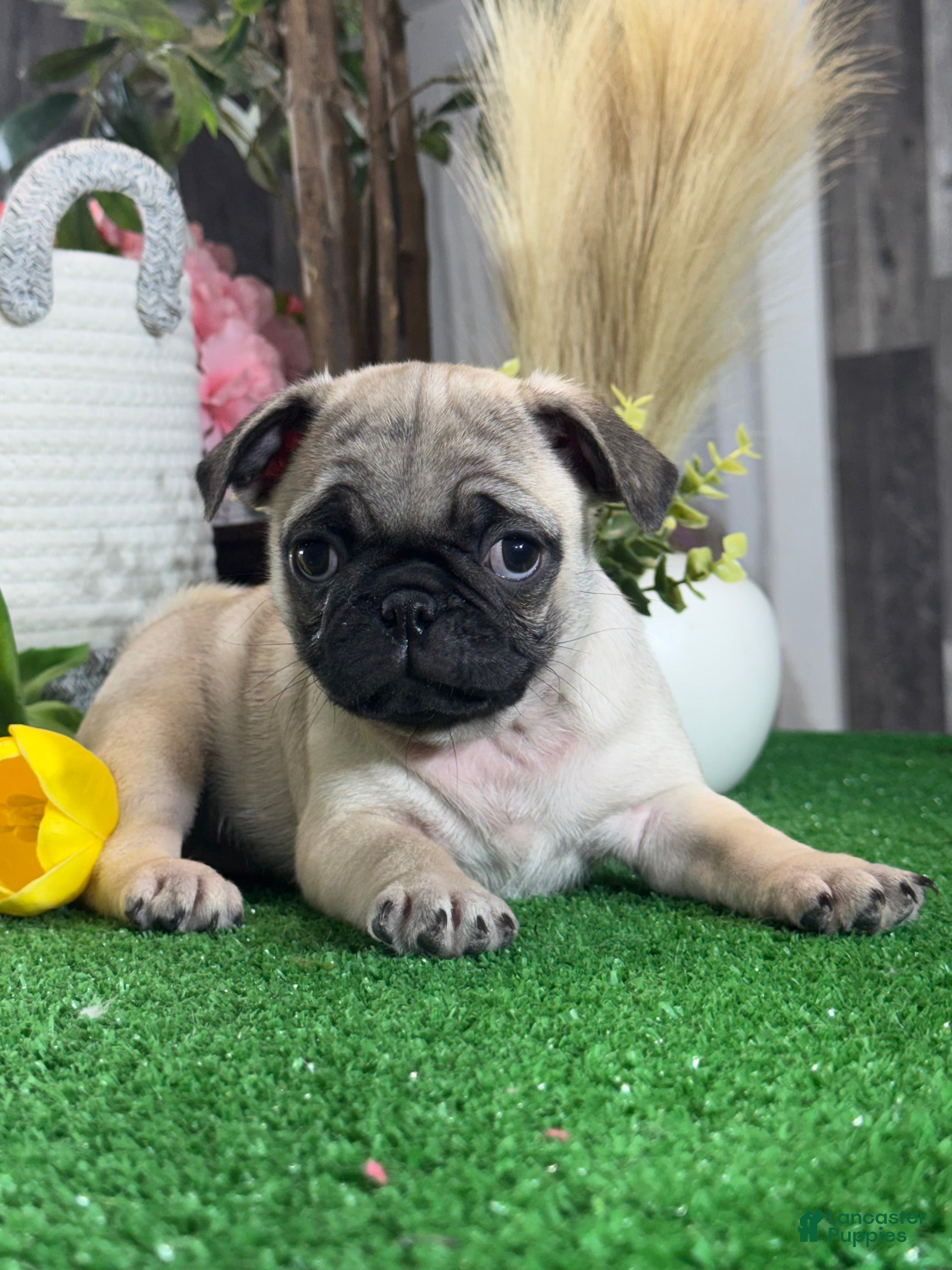 Pug dogs Pixy - Ad 13