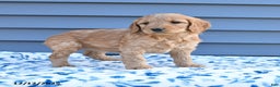 Goldendoodle dogs for sale: Bambi - Ad 2