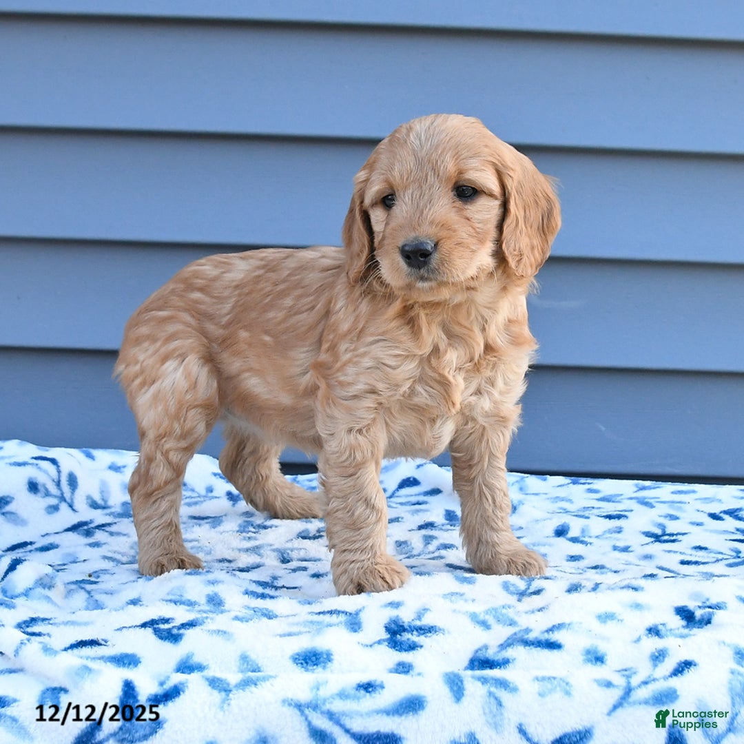 Goldendoodle dogs for sale: Bambi - Ad 2
