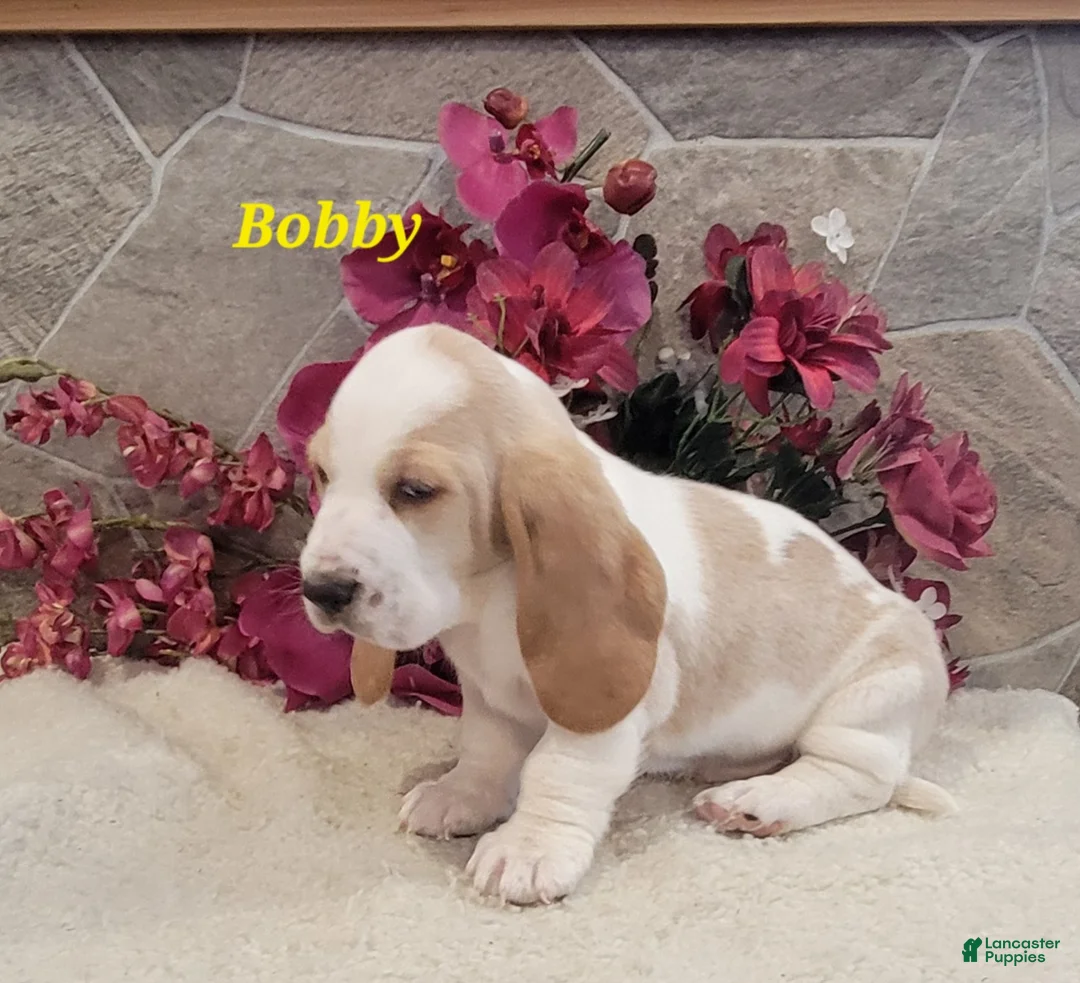 Basset Hound dogs for sale: Bobby - Ad 2