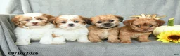 Shorkie dogs for sale: Milky Way - Ad 5