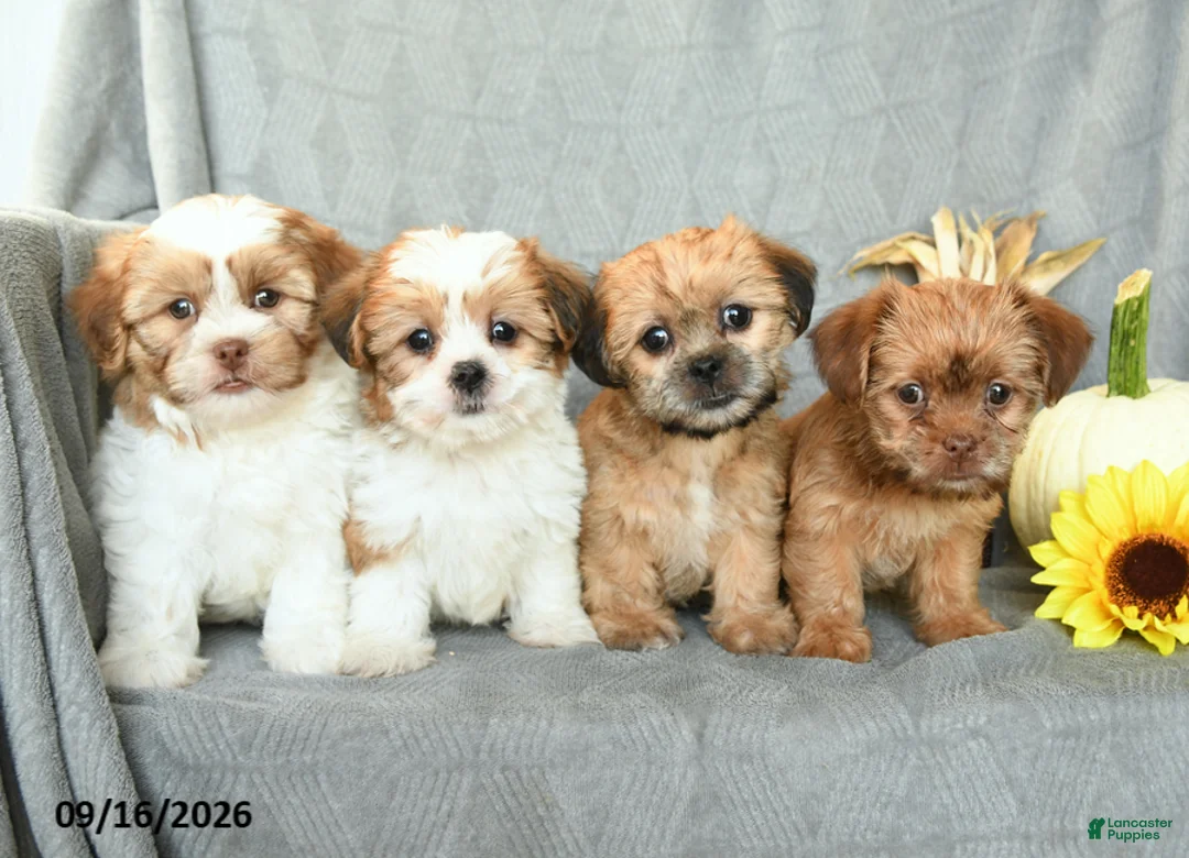 Shorkie dogs for sale: Milky Way - Ad 5