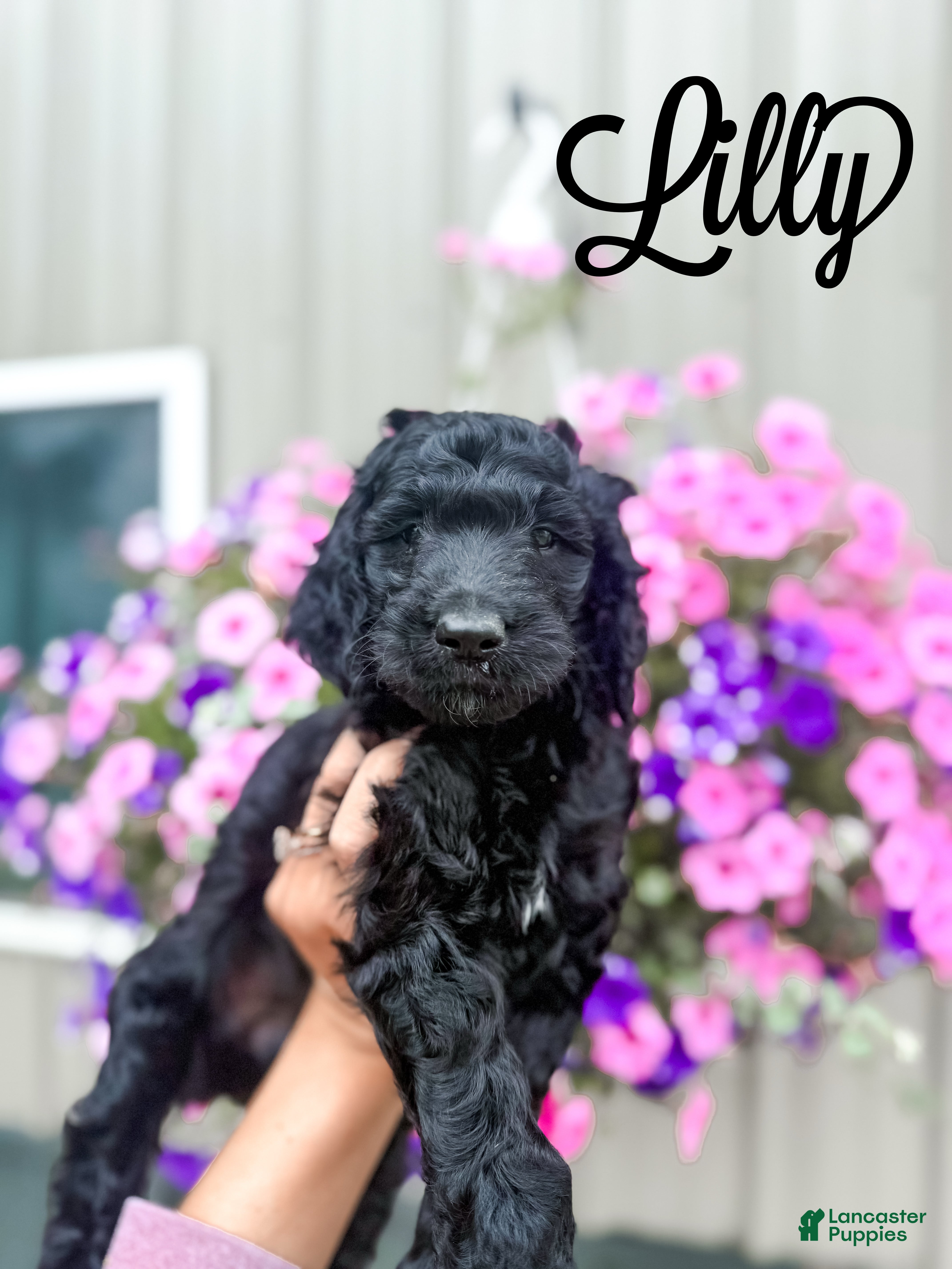 Goldendoodle dogs Lilly - Ad 1
