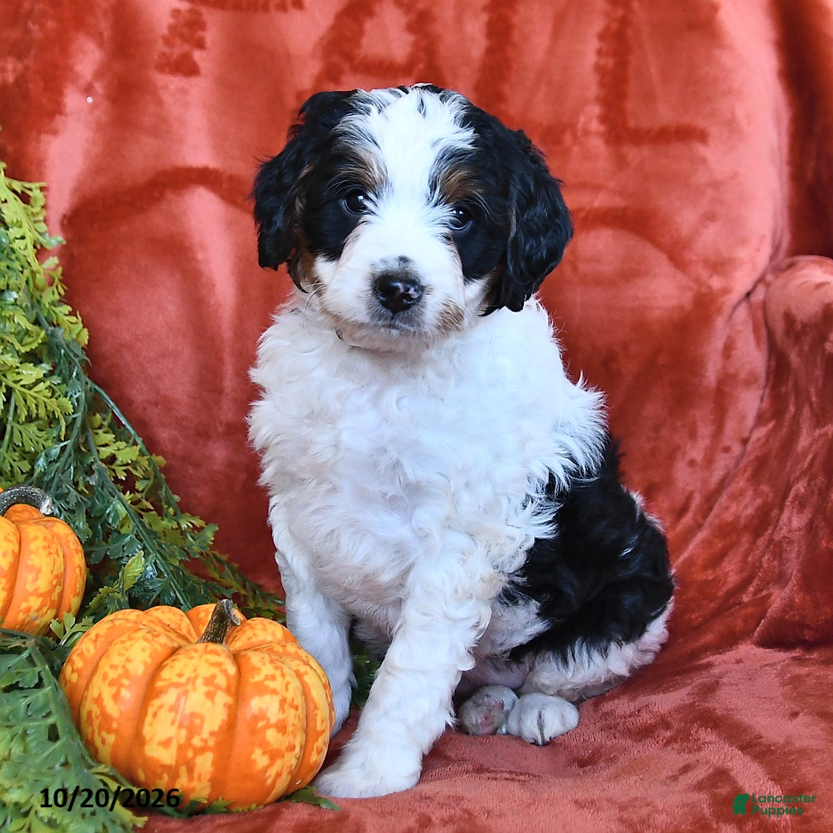 Bernedoodle dogs for sale: Buttercup - Ad 1