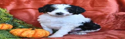 Bernedoodle dogs for sale: Buttercup - Ad 1