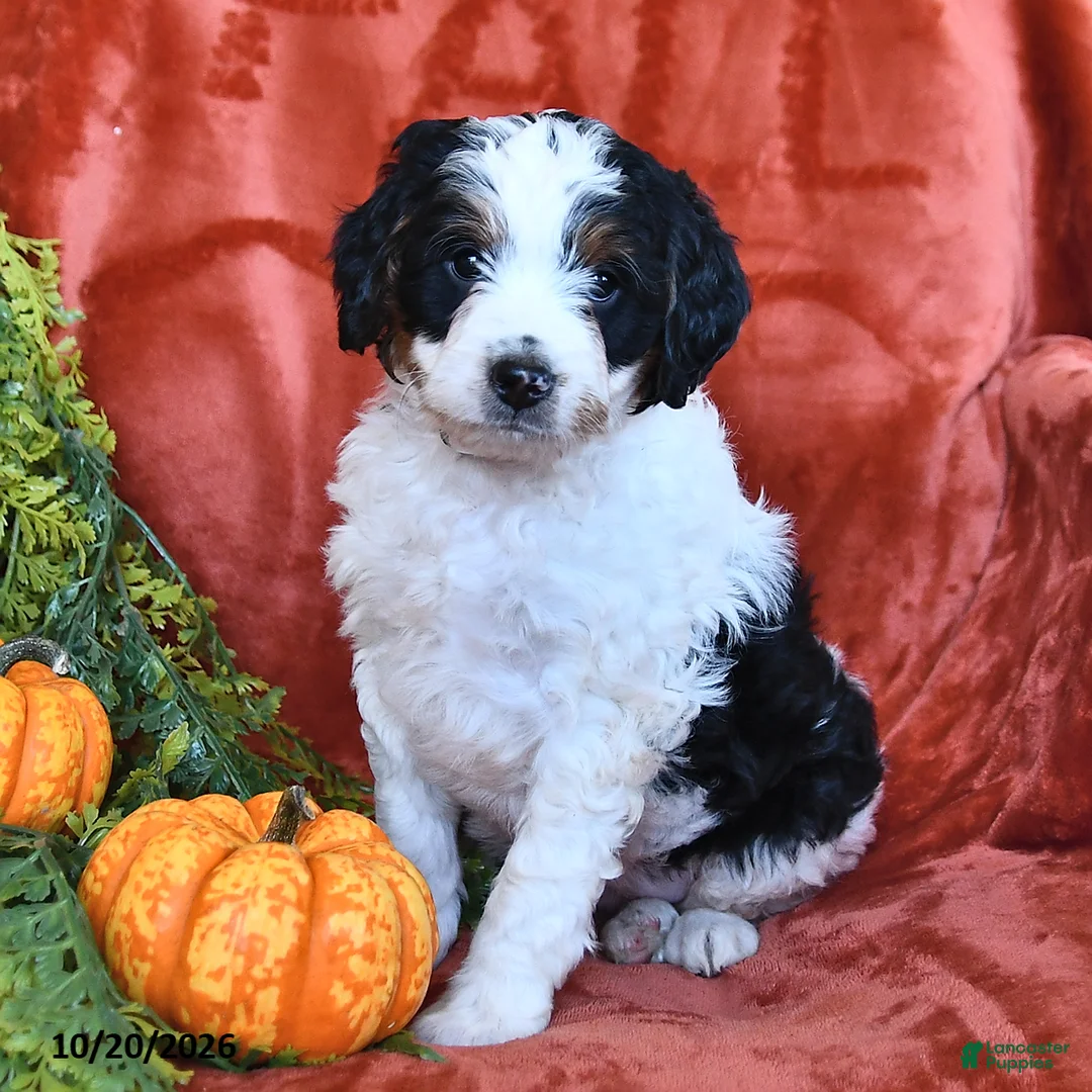 Bernedoodle dogs for sale: Buttercup - Ad 1