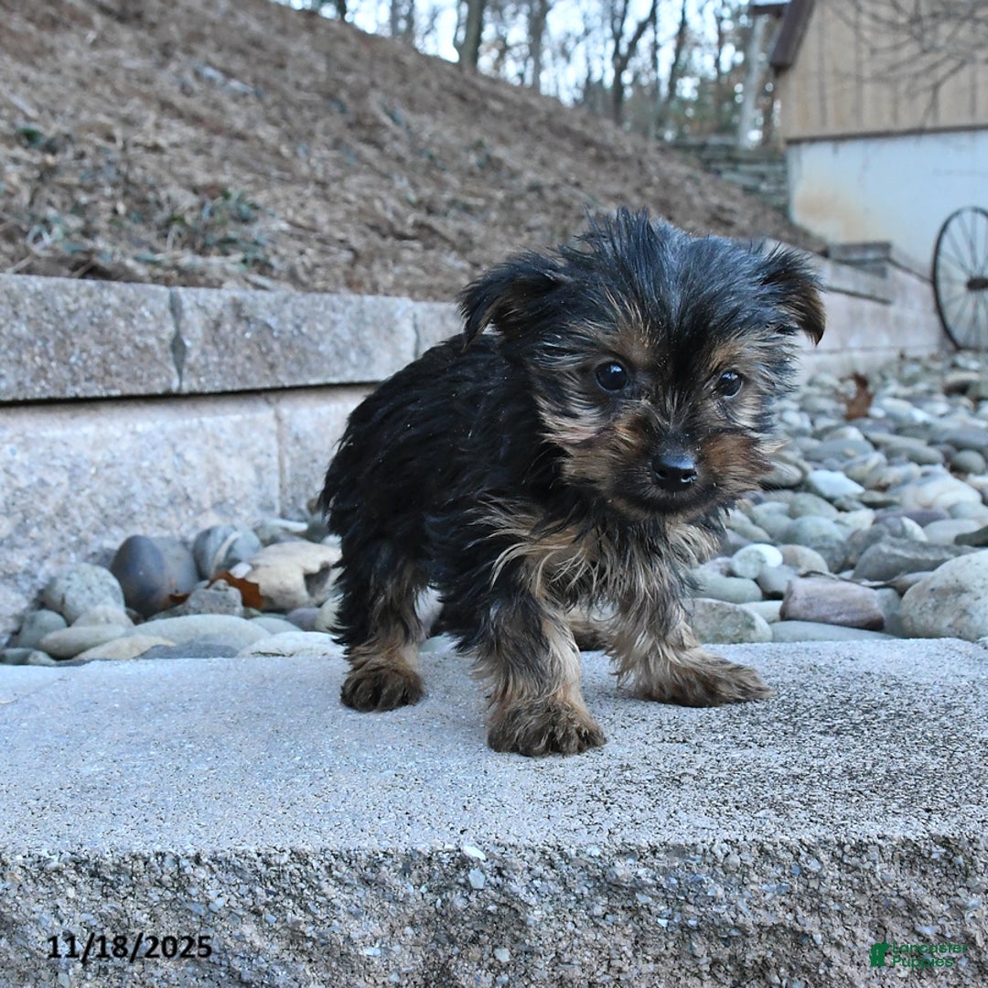 Yorkshire Terrier dogs for sale: Melvin - Ad 2