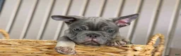 French Bulldog dogs for sale: 🐾 Mickey - Ad 5