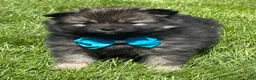 Pomeranian dogs for sale: Mystery - Ad 7