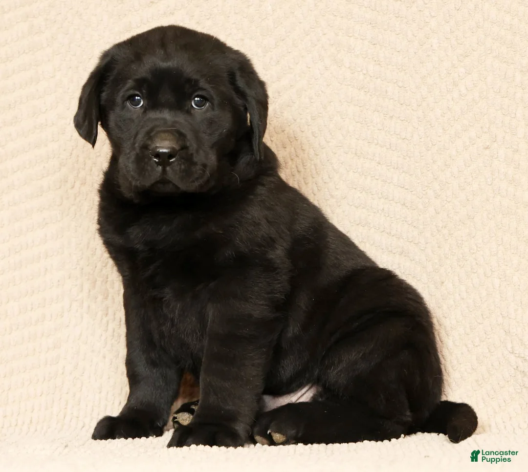 Labrador Retriever dogs for sale: Duke - Ad 1