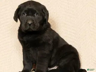 Labrador Retriever dogs for sale: Duke - Ad 3