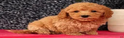 Bichpoo dogs for sale: Frisky - Ad 6
