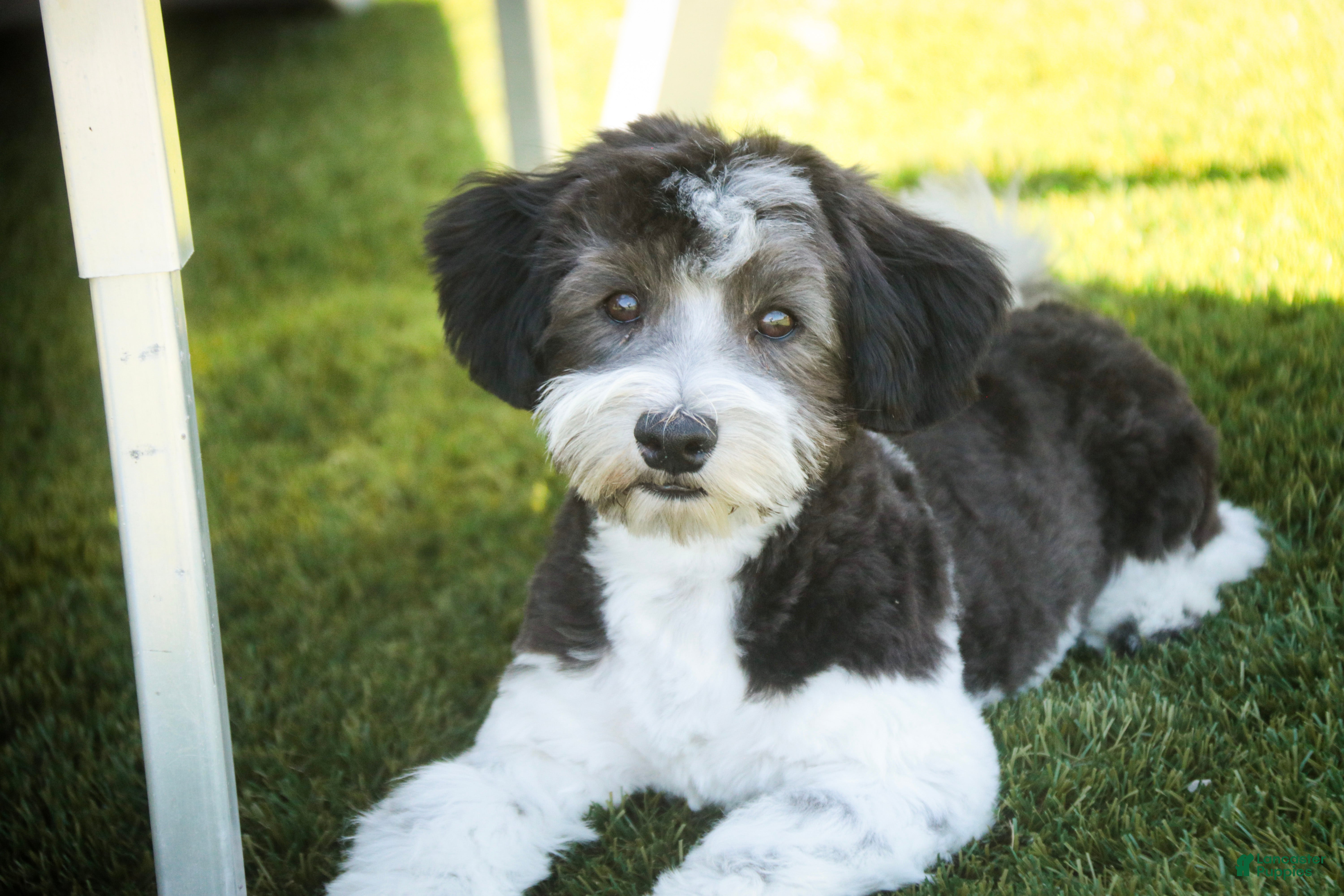 Havanese dogs Levi - Ad 1