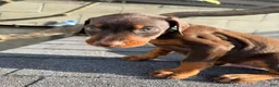 Doberman Pinscher dogs for sale: Doberman Pinscher Puppy 3 - Ad 2
