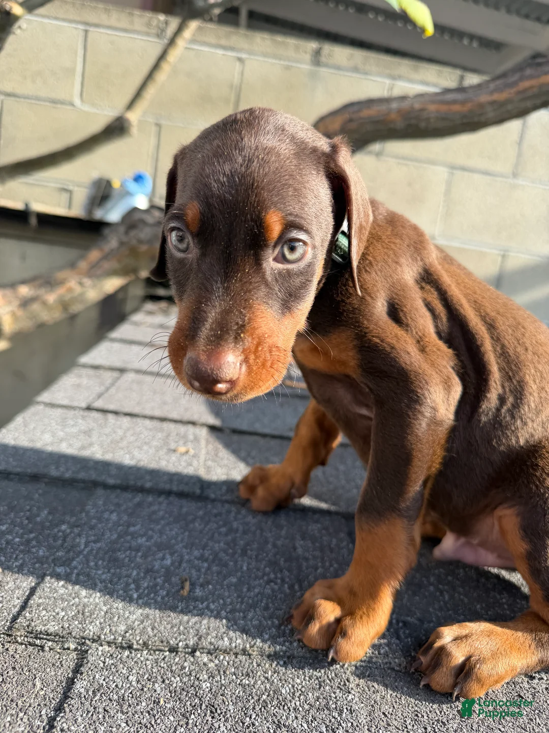 Doberman Pinscher dogs for sale: Doberman Pinscher Puppy 3 - Ad 2
