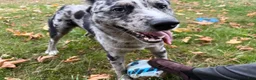 Mixed Breed dogs for sale: Mixed Breed 1 - Ad 4
