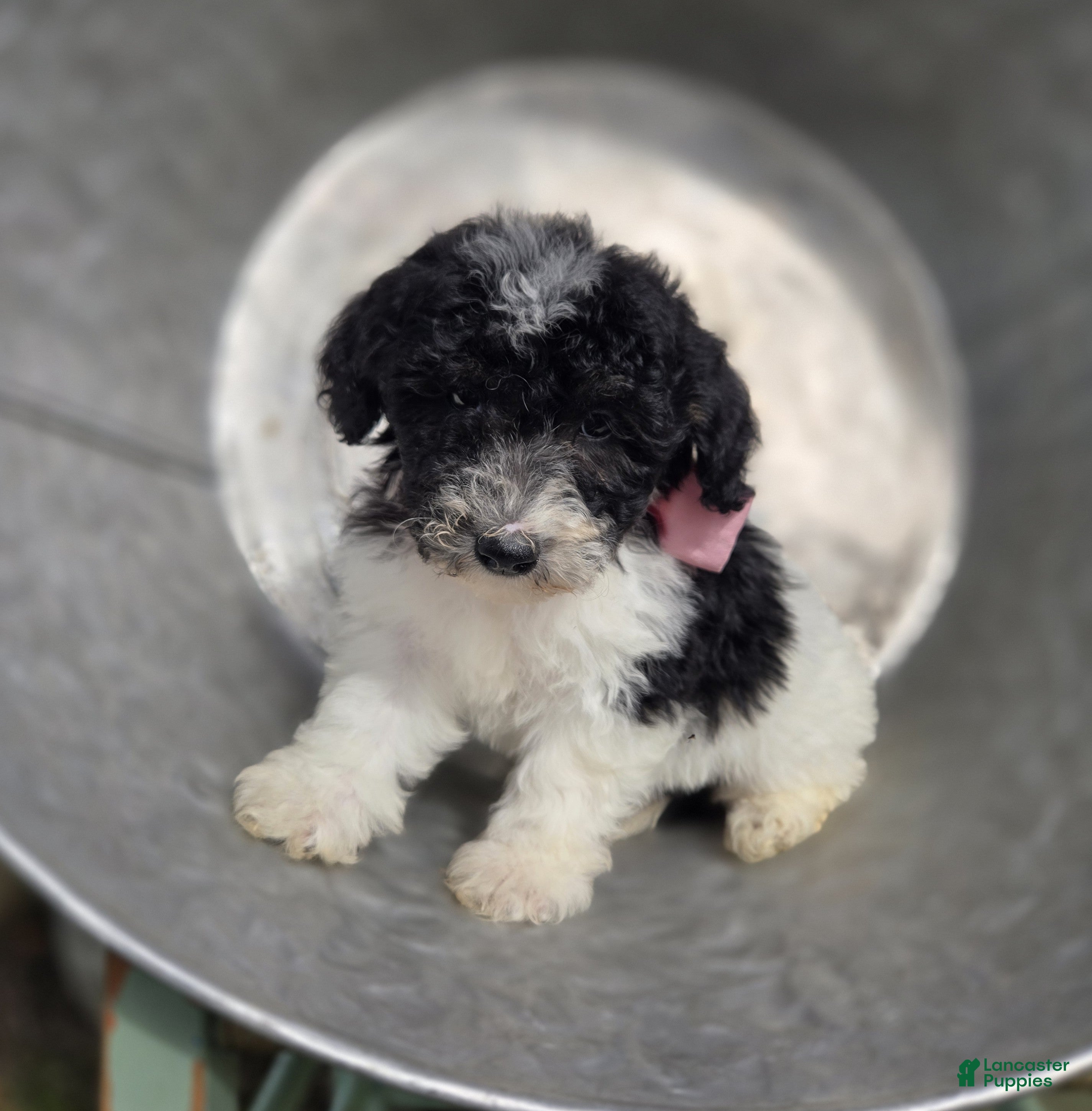 Mini Sheepadoodle dogs Jolly - Ad 1