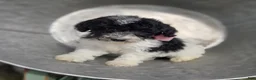 Mini Sheepadoodle dogs for sale: Jolly - Ad 1