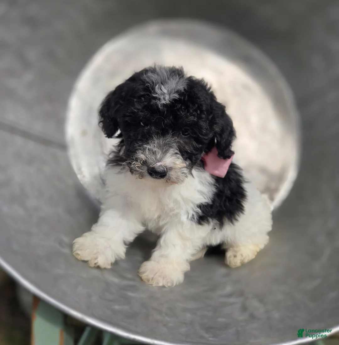Mini Sheepadoodle dogs for sale: Jolly - Ad 1